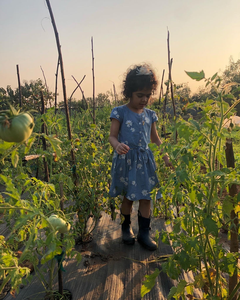 Pure Tree Foods - 100% certified organic foods – Puretree Foods