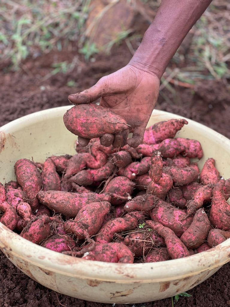 Pure Tree Foods - 100% certified organic foods – Puretree Foods