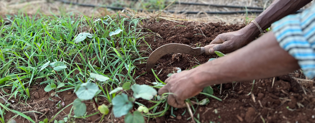 Pure Tree Foods - 100% certified organic foods – Puretree Foods